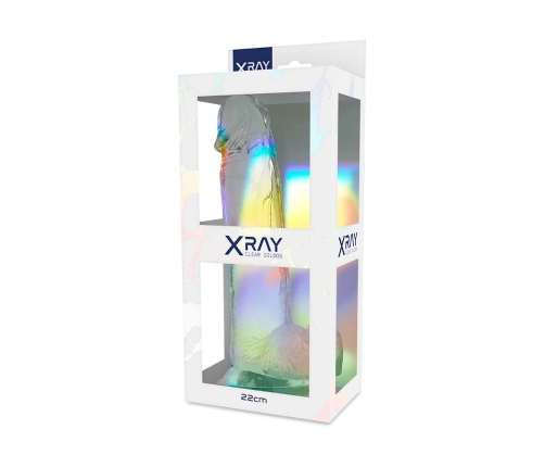 XRAY Transparent Intimate Model with Anatomical Base 22cm x 4.6cm
