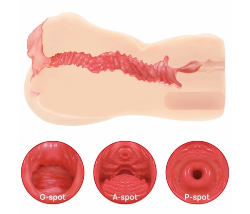 Kokos Edition 004 Intimate Device Double Layer Anatomical Model