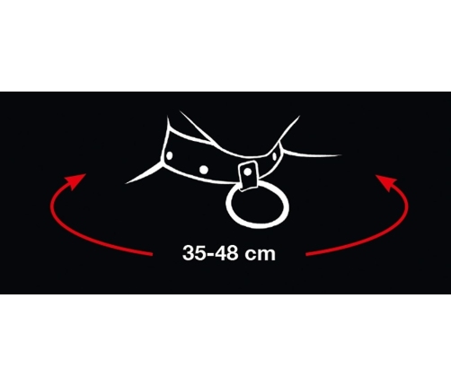 Collar and Leash