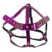 Head Harness